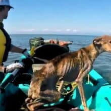 Fotógrafo encontra cachorro abandonado em uma ilha deserta e o resgata
