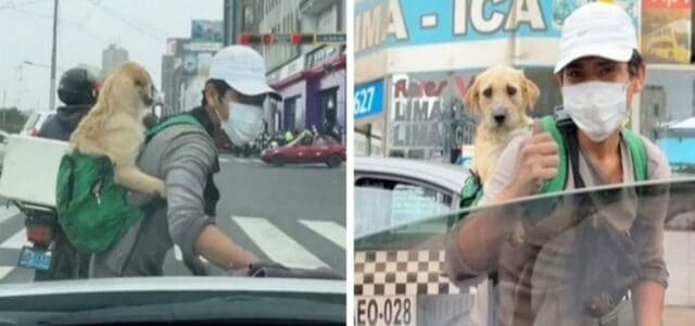 Garoto trabalha na companhia de seu cachorro limpando o para-brisa nos semáforos