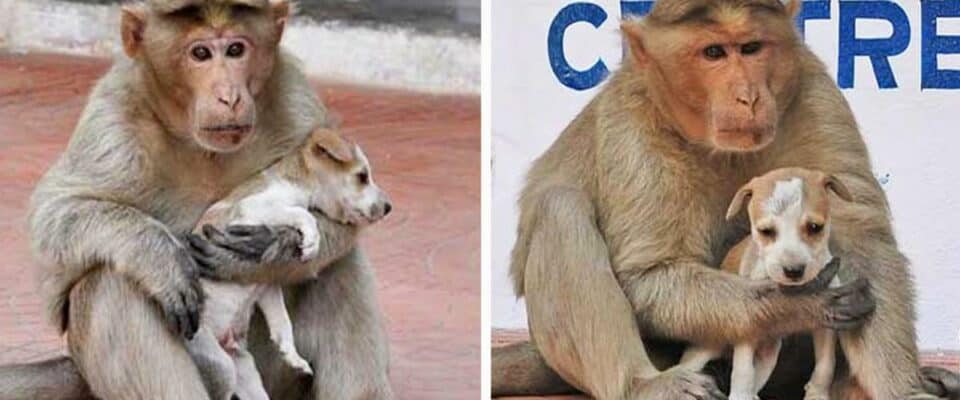 Macaco adota um filhote de cachorro de rua e o cria como se fosse seu filhote