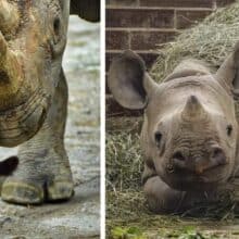 Zoológico adotou gatos como babás para o rinoceronte-negro, ameaçado de extinção