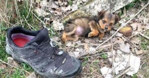 Cão abandonado encontra um sapato como refúgio