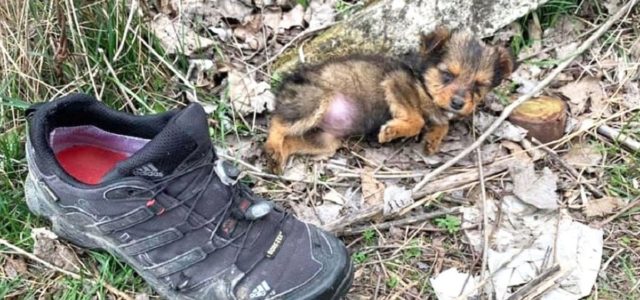 Cão abandonado encontra um sapato velho e o usa para se proteger