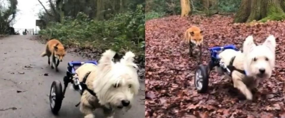 Cachorro de cadeira de rodas se torna um cão-guia de uma raposa cega
