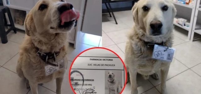 Cachorro de rua foi contratado por uma farmácia como chefe de segurança