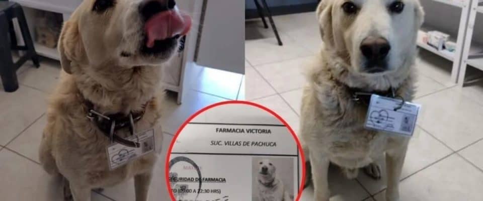 Cachorro de rua foi contratado por uma farmácia como chefe de segurança