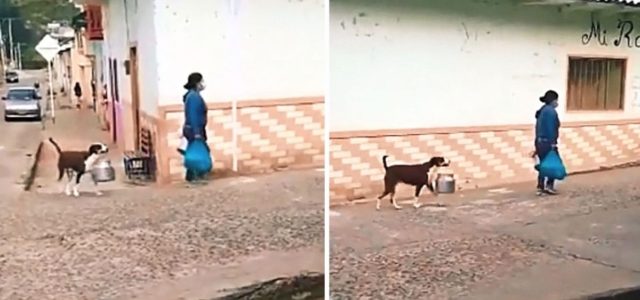 Cachorro feliz ajuda a sua humana a carregar alguns objetos