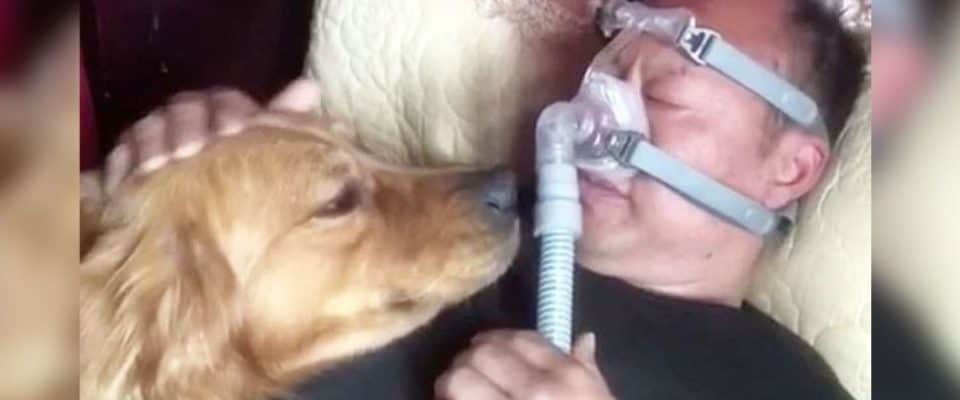 Cachorro se recusa a abandonar o seu tutor que está no respirador