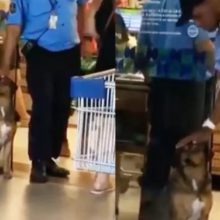 Cachorro vira mascote de mercado e todo mundo adora ele – Vídeo