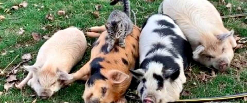 Gato que mora na fazenda adora massagear, cuidar e acariciar porcos