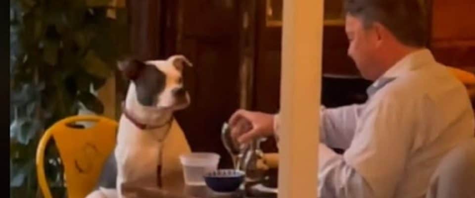 Homem foi flagrado apreciando uma data doce com seu cachorro