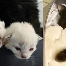 Mulher ajuda gatinha abandonada grávida a ter seus filhotes
