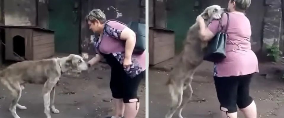 Mulher fica emocionada quando encontrou seu cachorro que foi roubado há 2 anos