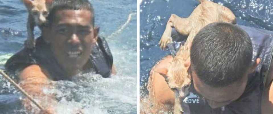 Oficial da marinha pula na água para resgatar 4 gatos de um navio que estava afundando