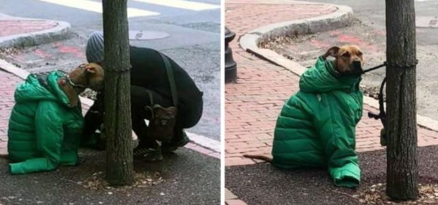 Tutora dá ao seu cachorro sua própria jaqueta para que ele fique aquecido esperando do lado de fora