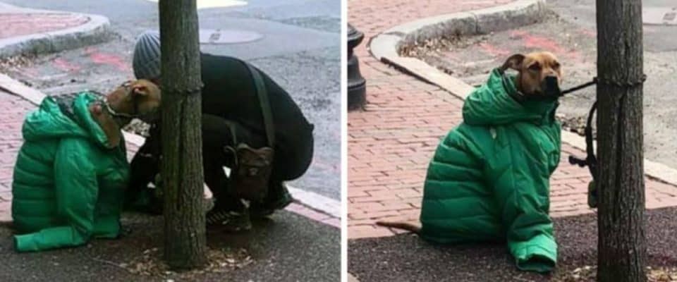 Tutora dá ao seu cachorro sua própria jaqueta para que ele fique aquecido esperando do lado de fora
