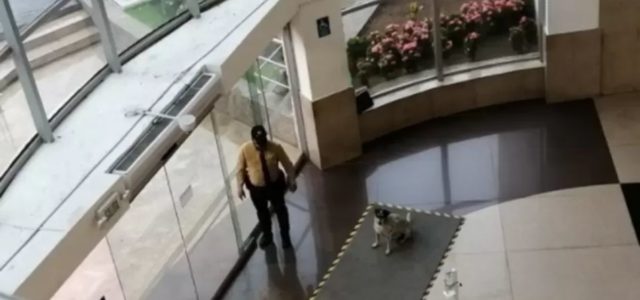 Vigilante de um shopping viu cachorros de rua tomando chuva e resolveu fazer algo