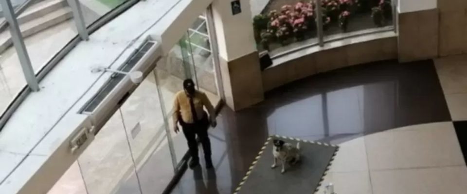 Vigilante de um shopping viu cachorros de rua tomando chuva e resolveu fazer algo