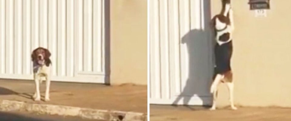 Vizinhos gravaram cão arteiro que tocou a campainha da sua casa para alguém abrir o portão