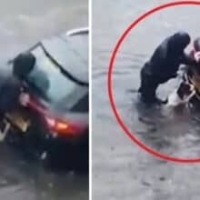 Cachorro ajuda sua humana a empurrar o carro por uma rua inundada