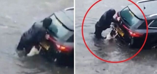 Cachorro ajuda sua humana a empurrar o carro por uma rua inundada