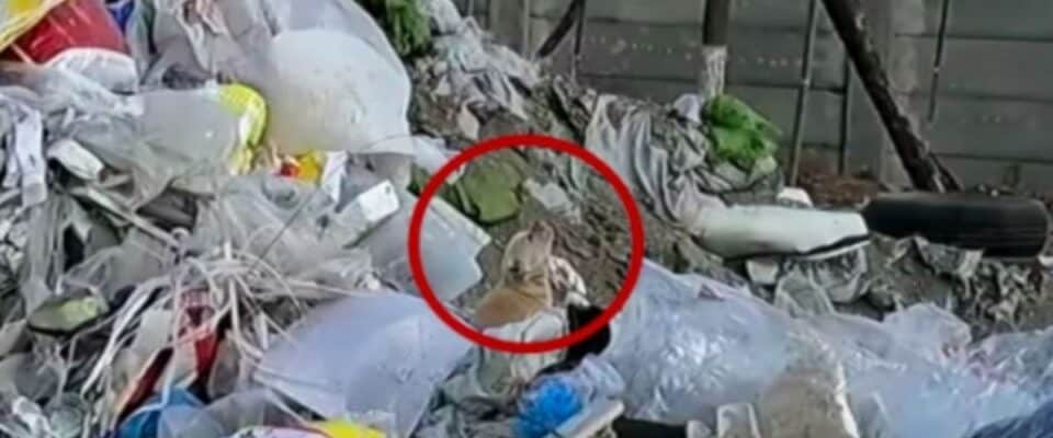 Cachorro encontrado abandonado no lixão parece chamar pela sua mãe