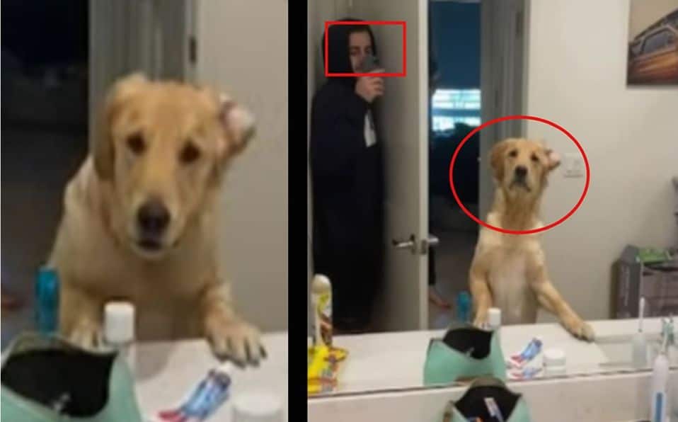 Cachorro ficou surpreso quando encontrou o seu tutor, isso porque ele estava vendo ele pelo espelho