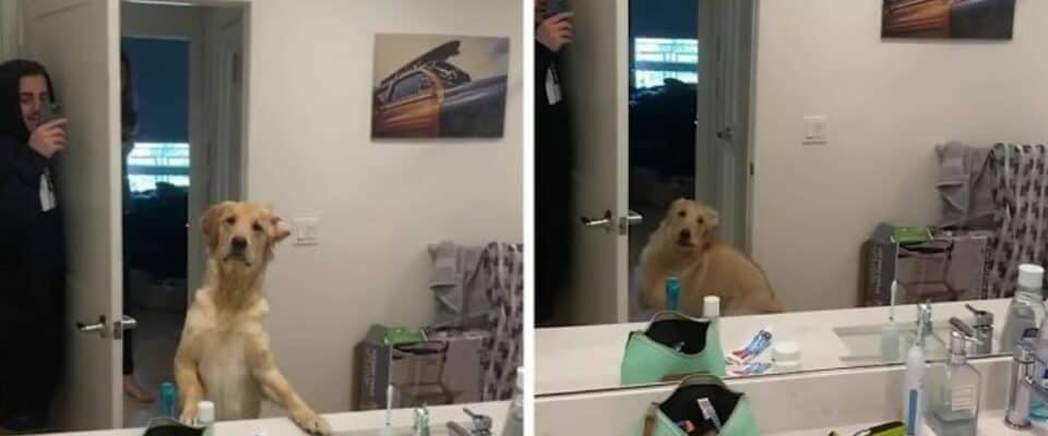 Cachorro ficou surpreso em encontrar o seu tutor no espelho