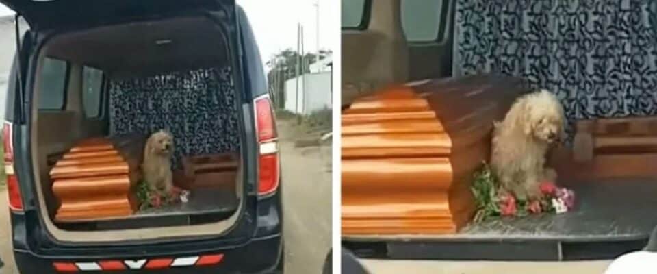 Cachorro fiel insiste ficar ao lado do dono falecido até o enterro