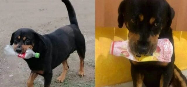 Cachorro prestes a morrer é resgatado e agora pega objetos para seus salvadores como presente