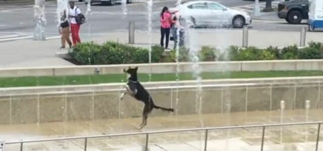 Cães brincam em uma fonte e nos contaminam com sua felicidade