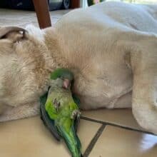 Cão adota papagaio que caiu de seu ninho e viram melhores amigos