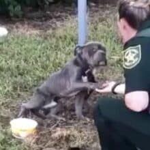 Cão amarrado no poste é resgatado e agradece dando a pata a policial
