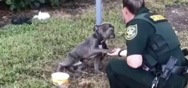 Cão amarrado no poste é resgatado e agradece dando a pata a policial