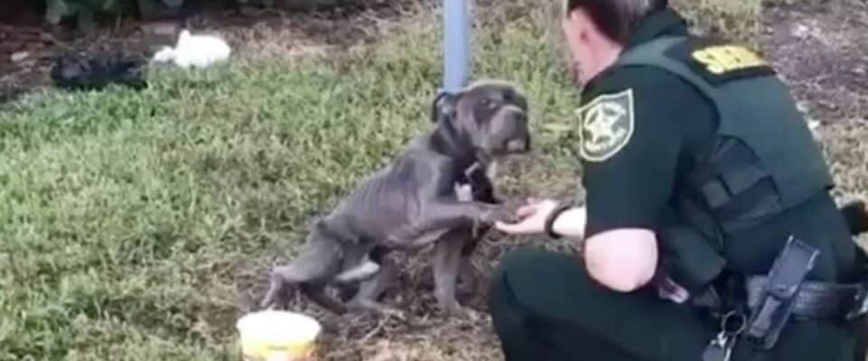 Cão amarrado no poste é resgatado e agradece dando a pata a policial
