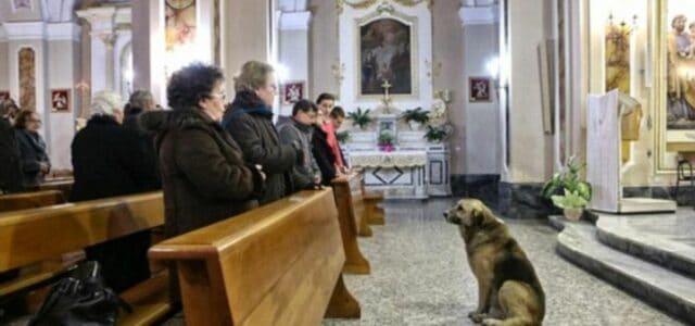 Cão assiste à missa todos os dias onde estava o funeral da sua tutora