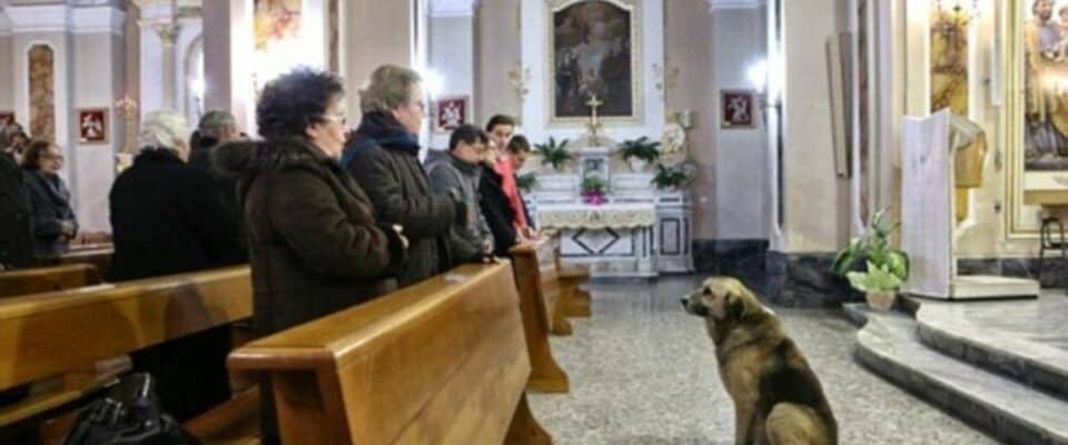 Cão assiste à missa todos os dias onde estava o funeral da sua tutora