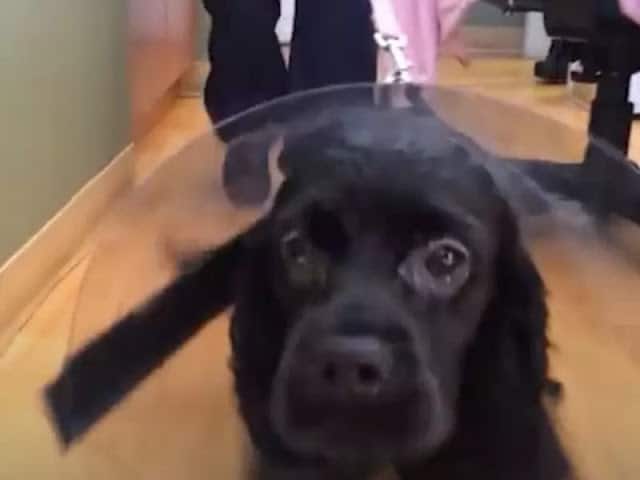 Cão cego olha para sua mãe 2