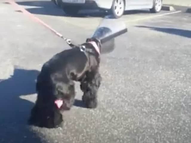 Cão cego olha para sua mãe 3