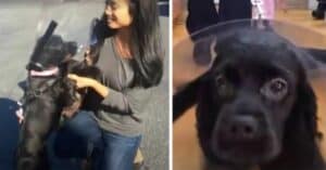 Cão cego olha para sua mãe pela primeira vez