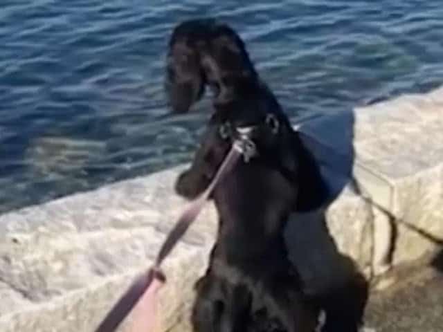Cão cego olha para sua mãe 5