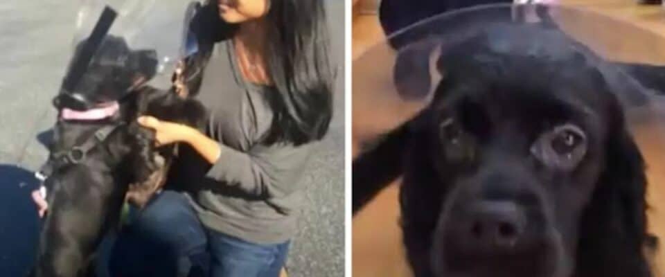 Cão cego olha para sua mãe humana pela primeira vez após a cirurgia