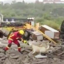 Cão e bombeiro brigam por um trapo durante um noticiário ao vivo