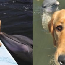 Cão e golfinho são amigos há mais de 8 anos e eles mostram muito afeto