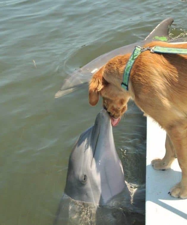 Cão e golfinho são amigos 3
