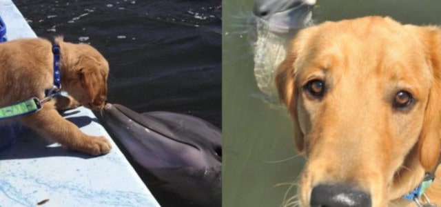 Cão e golfinho são amigos há mais de 8 anos e eles mostram muito afeto