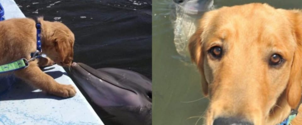 Cão e golfinho são amigos há mais de 8 anos e eles mostram muito afeto