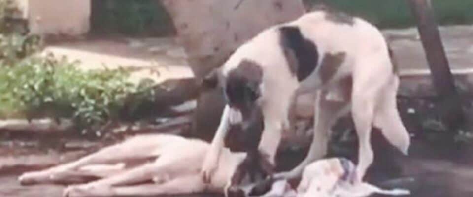 Cão ficou mais de 24 horas com seu amigo atropelado, esperando por ajuda