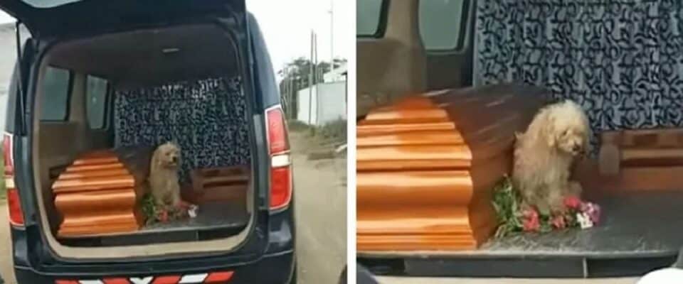 Cão fiel insiste em ficar ao lado da tutora falecida até o seu enterro