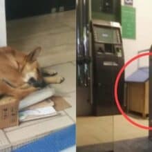 Cão foi abandonado em um banco e os funcionários compraram uma casinha para ele