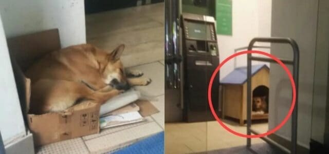 Cão foi abandonado em um banco e os funcionários compraram uma casinha para ele